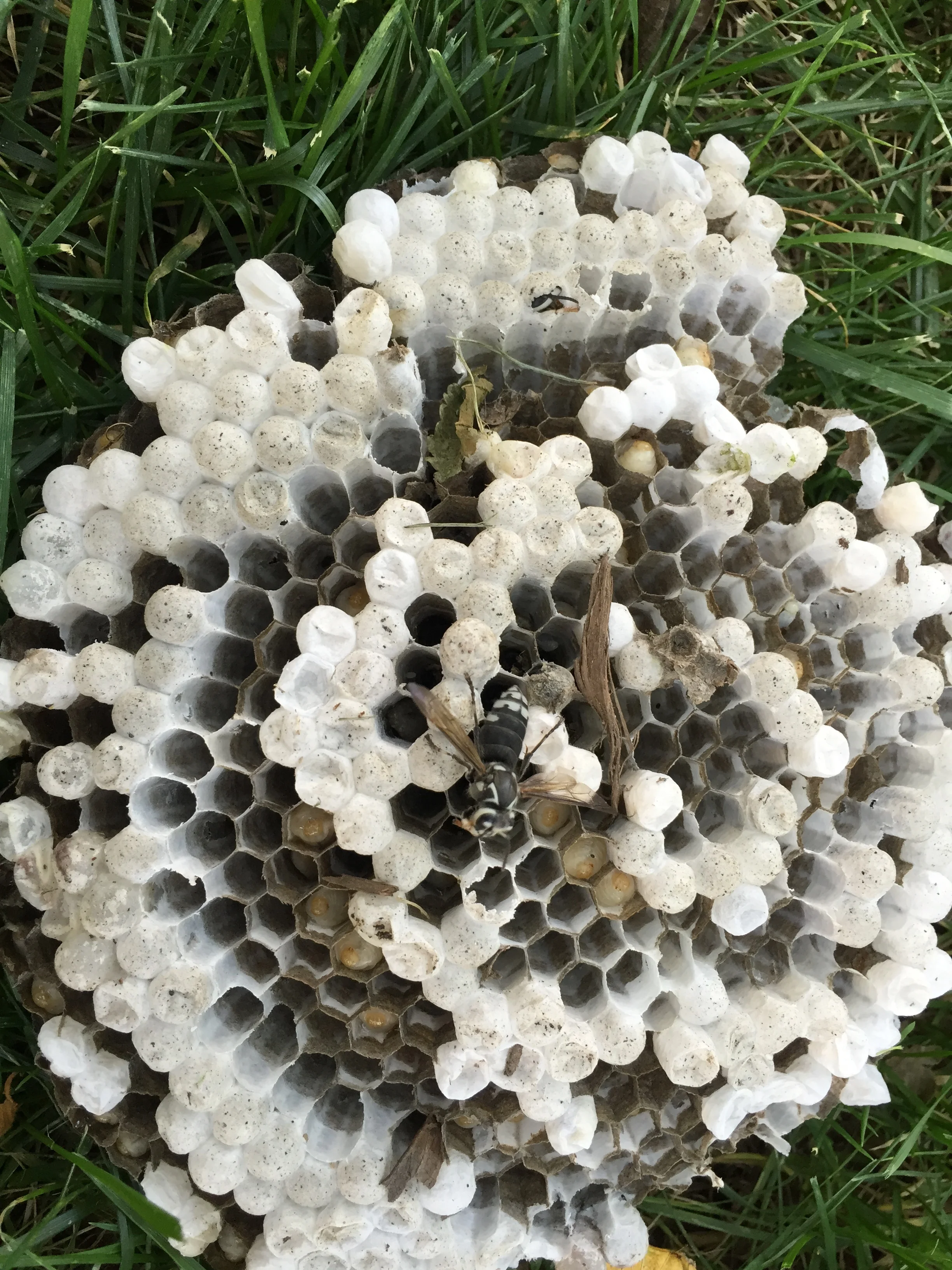 Baldfaced nest.JPG