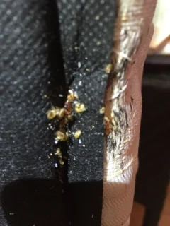 bed bugs.JPG
