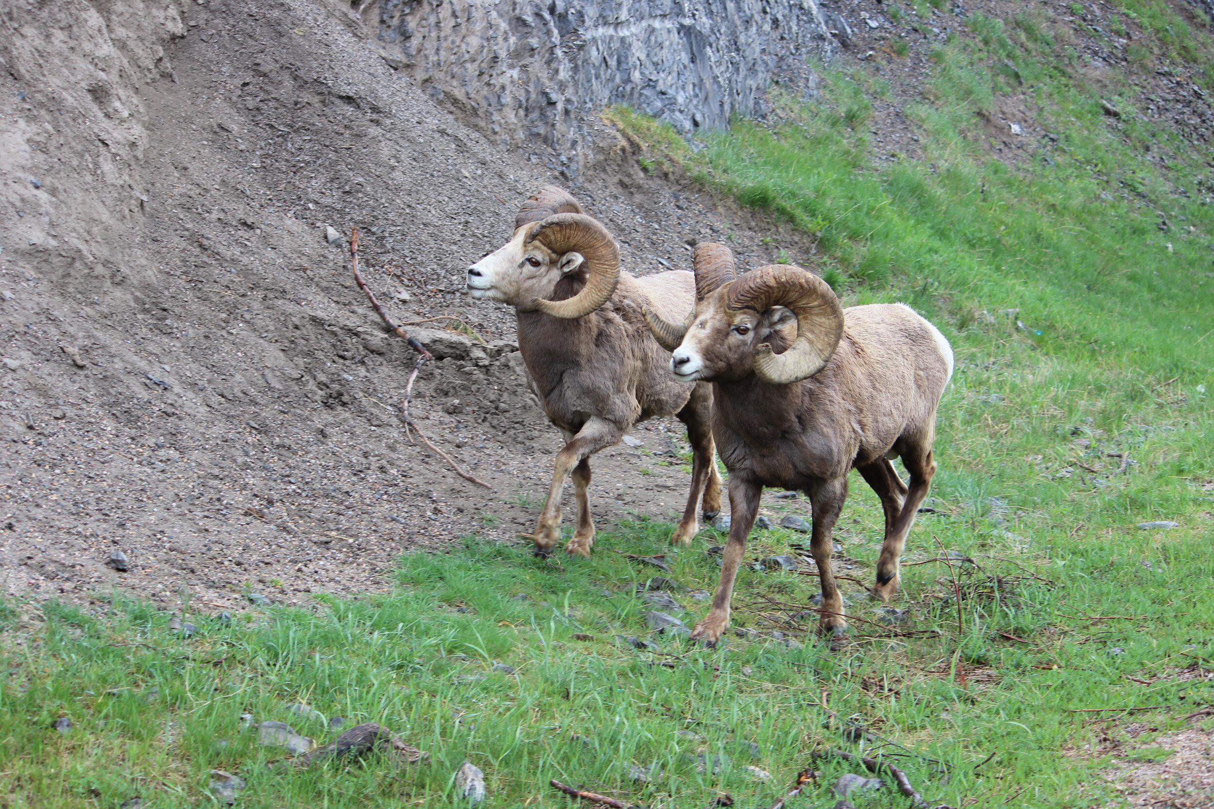 Stone Sheep at Muncho