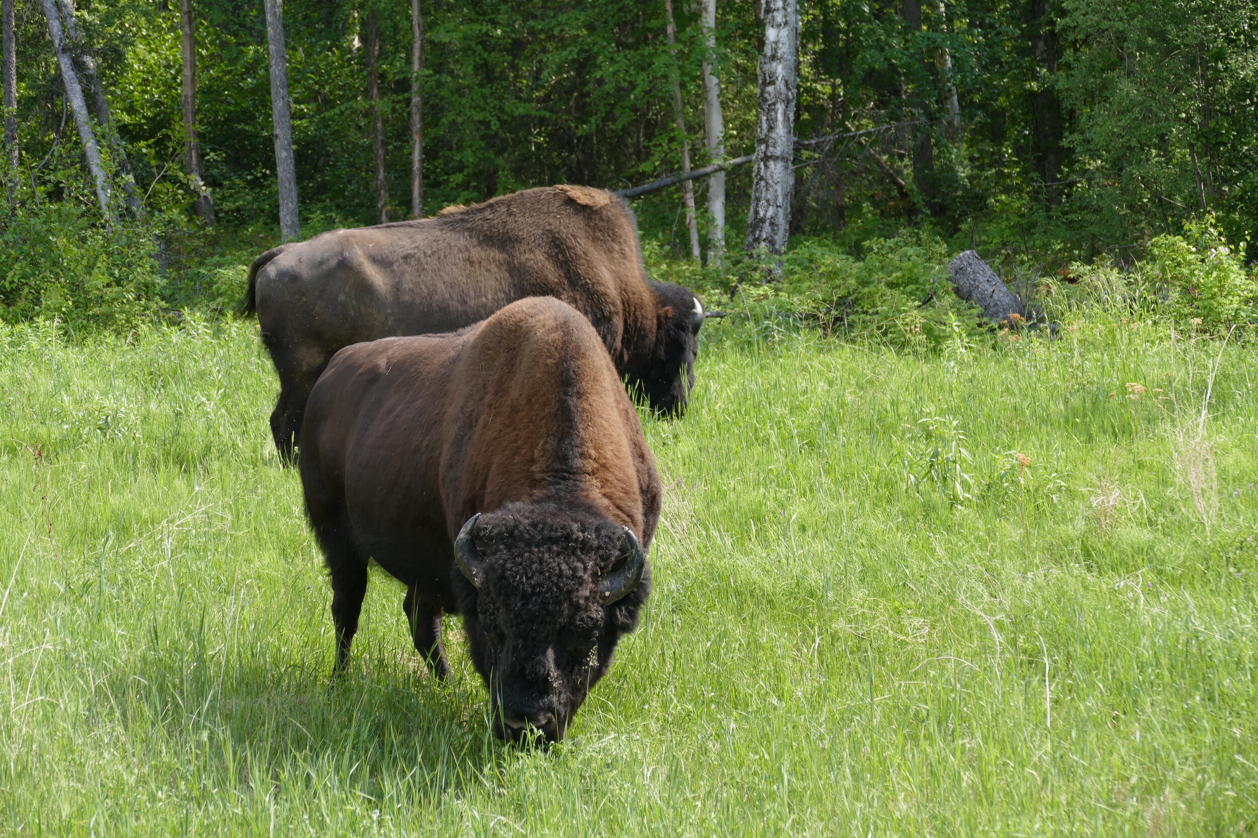 Bison frequent the Park 