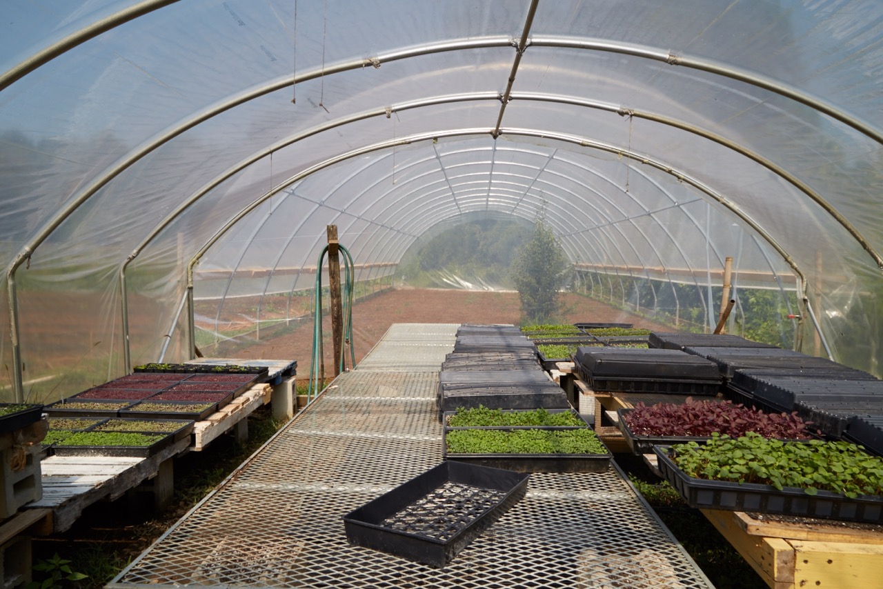 150911_Bamboo_Creek_Farm__I3A2785.jpeg
