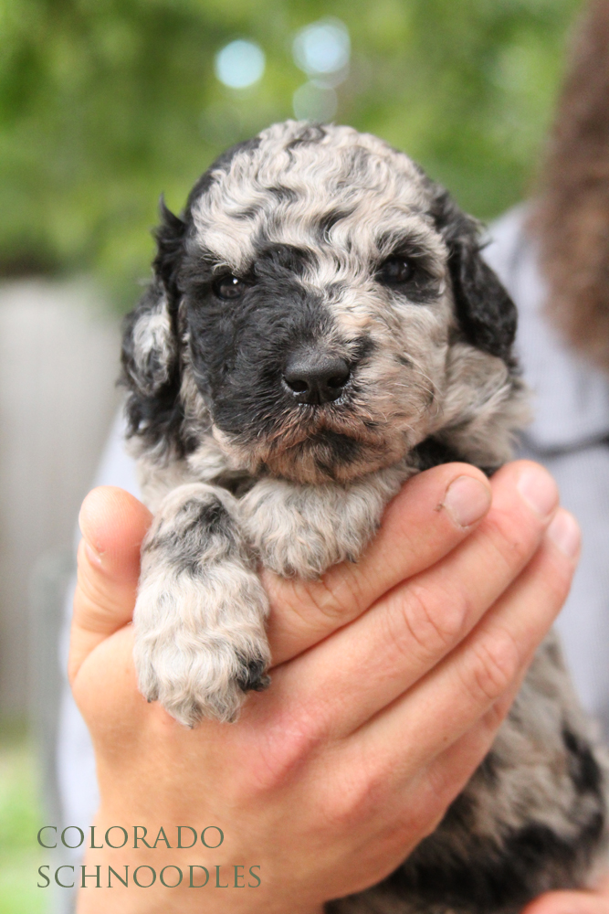 buy schnoodle puppy