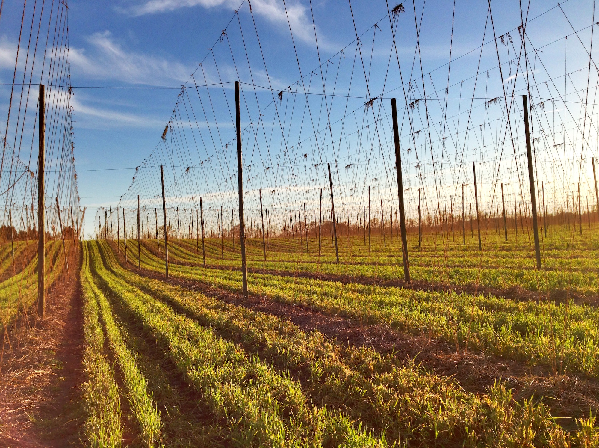 Cover Crops in the Hops, 4/25