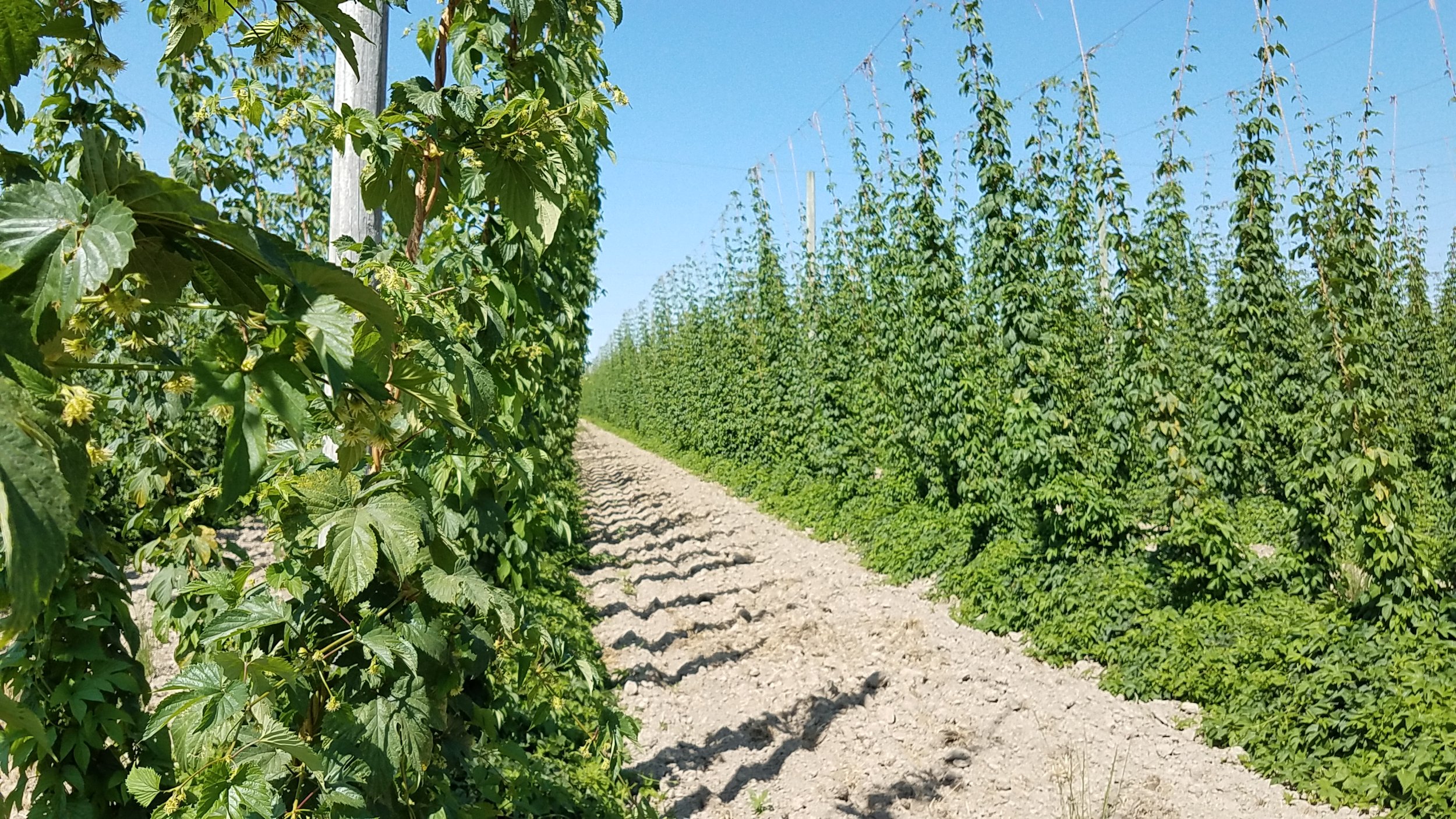 Meanwhile, The Hops, 7/18
