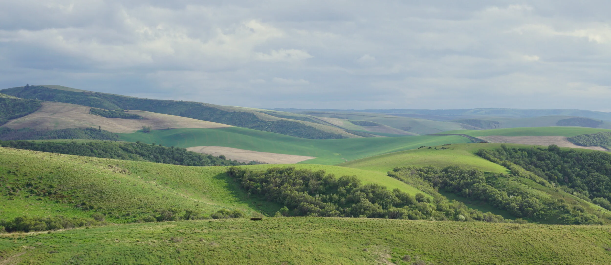 5 Reasons To Invest in Mainstem Malt 