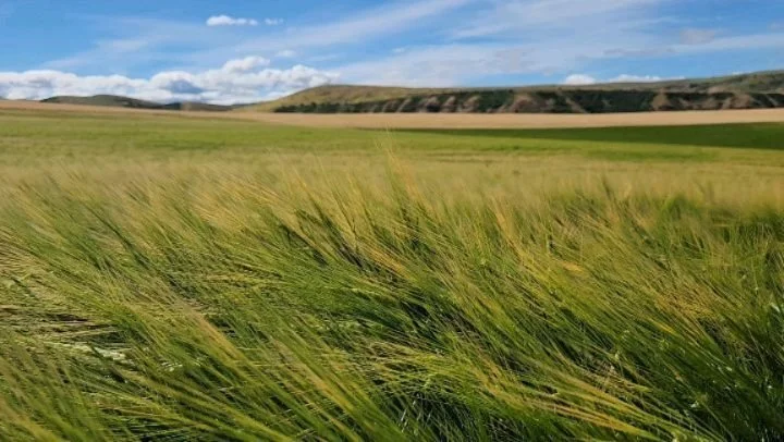 Status update on our little &quot;Oregon Promise&quot; barley seed increase project in Milton-Freewater! Dry-farmed with loving care by @htreafarms, on the breaks of the Walla Walla River, this stuff is looking mighty fine 😄🤌
⁠
Interested in workin