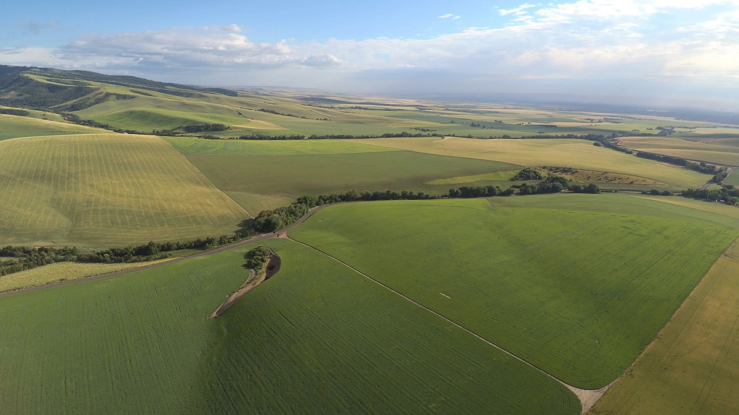 MSM_HTReaFarming_2021-WallaWalla-GeniePalmer_HeadedOut.JPG