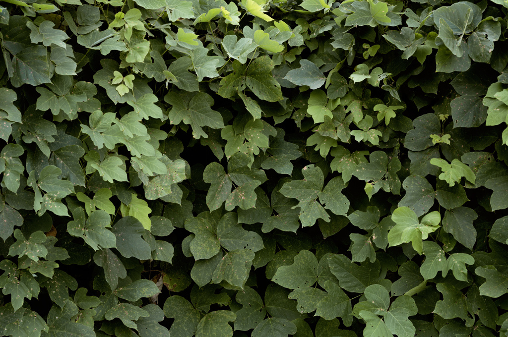 "Kudzu (close up)"