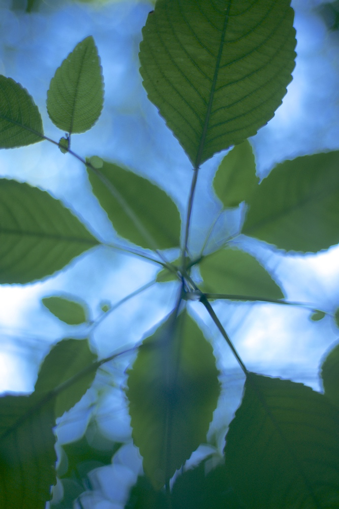 Kathryn Kolb, "Jewel Weed"