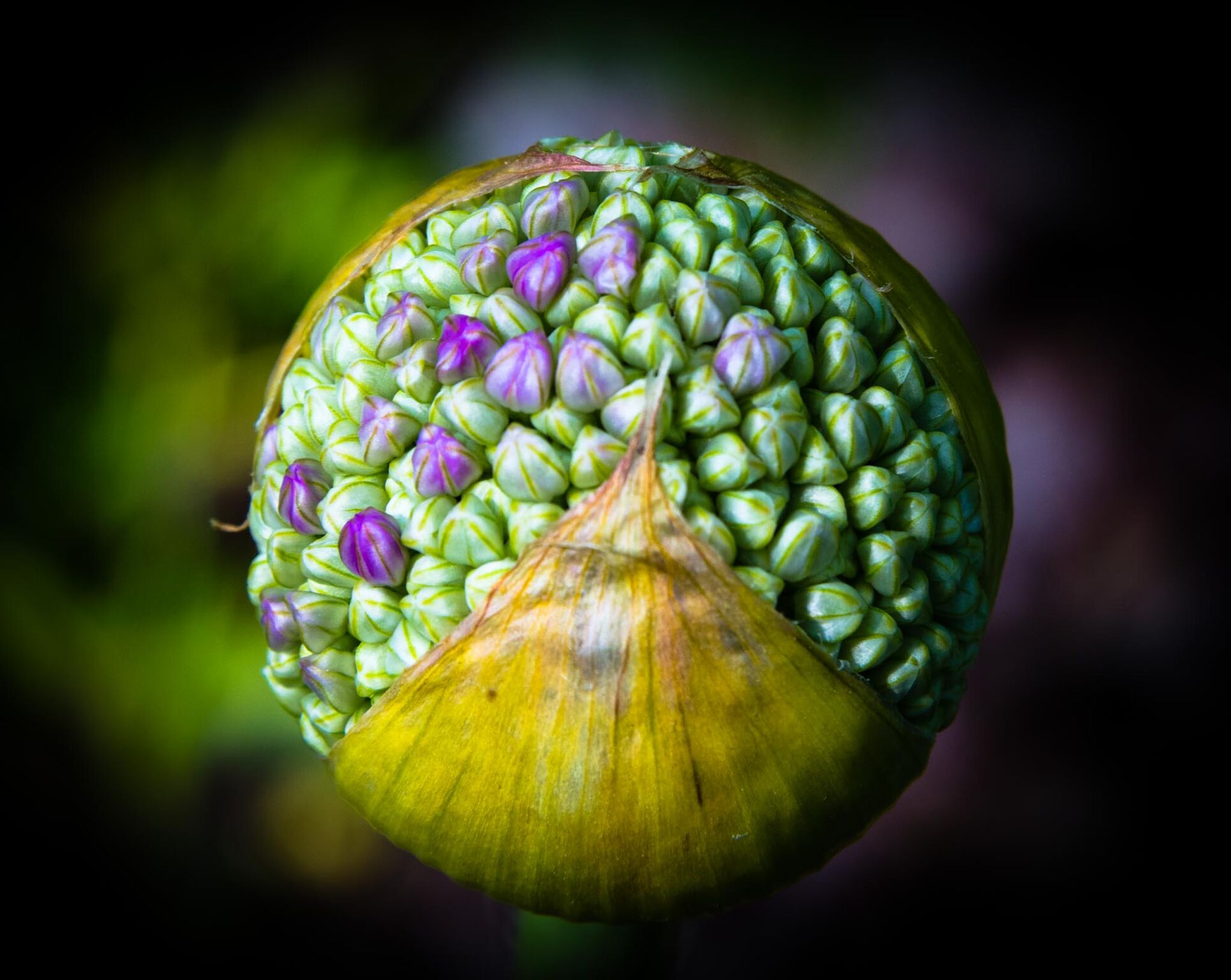 Chip Standifer, "Allium No 2"