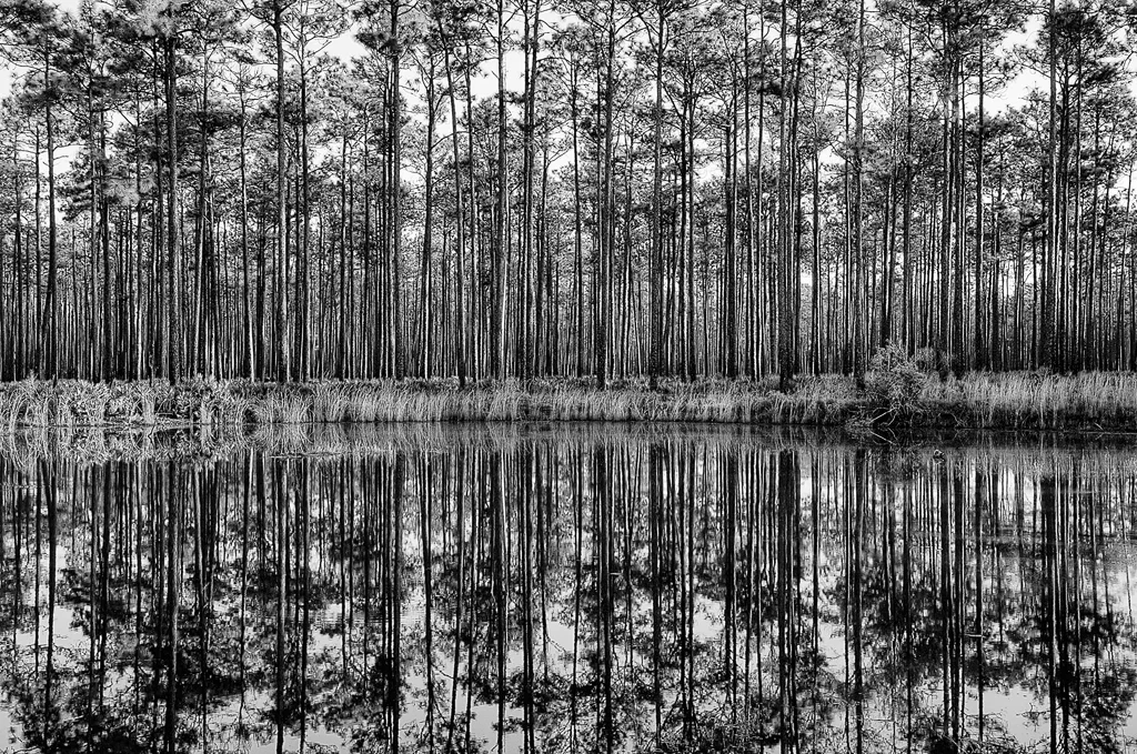 Swamp-Reflections-#3_Vangrov.jpg