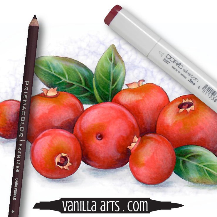 Use What You Learn: Color Realistic Tangerines or Oranges with Copic Marker  & Colored Pencil — Vanilla Arts Co.