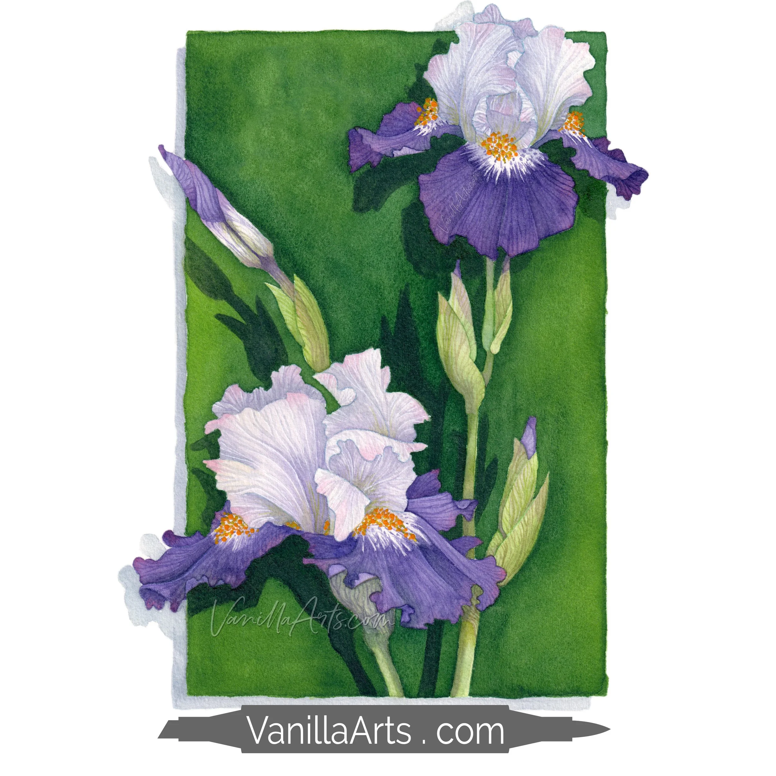 Royal Iris Stamp Shop Square Promo.jpg