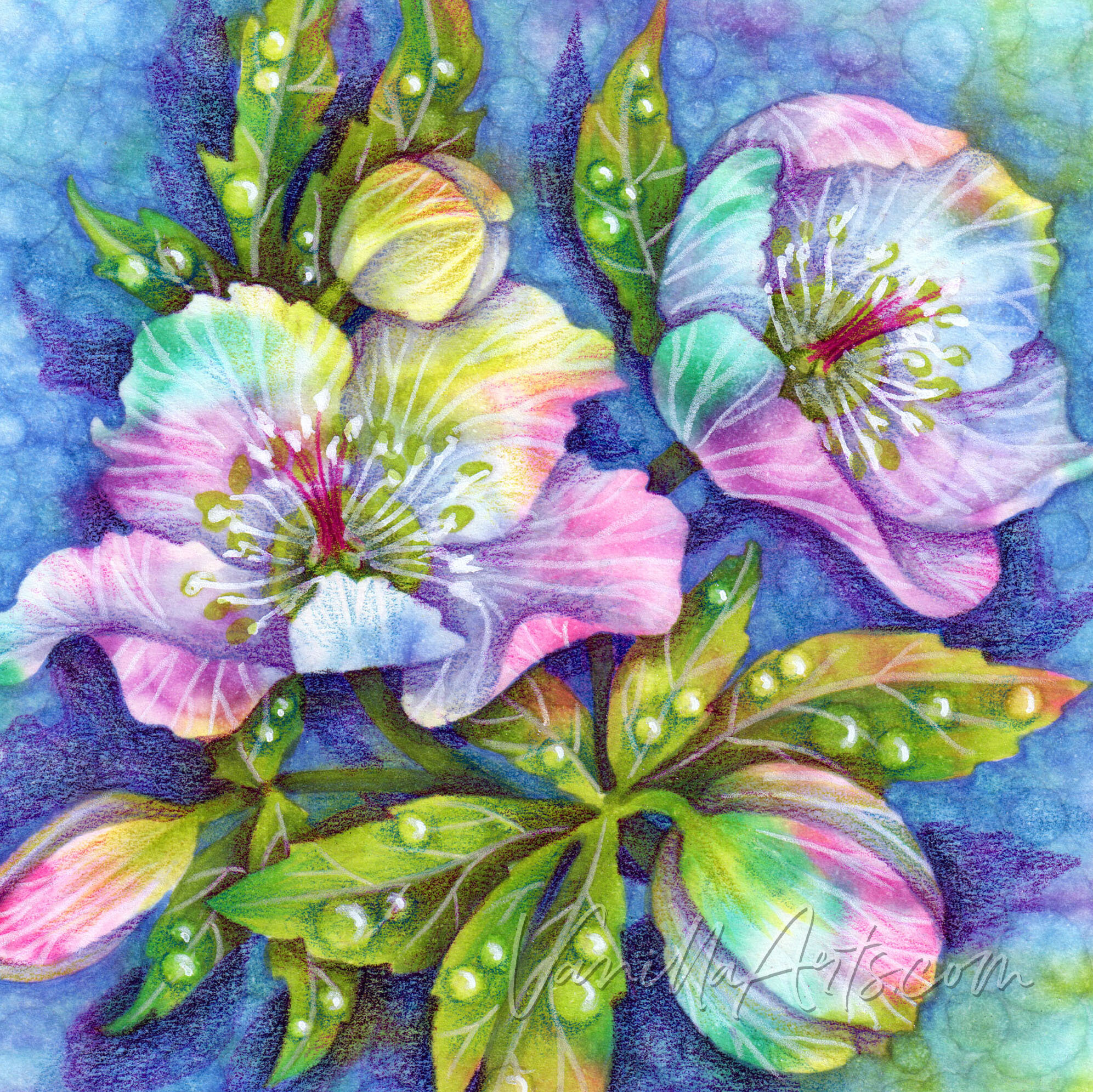 Colored Pencil Flowers - The CreativeMindClass Blog