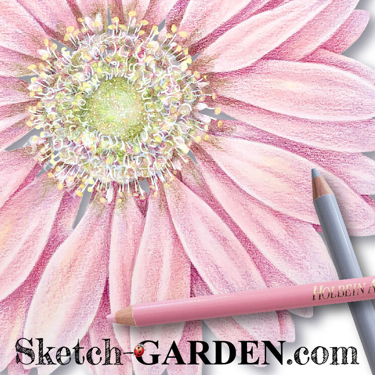Wanderlust and Wildflowers 10 Colored Pencils: Colored Pencils for Sketching, Colored Pencils for Daisy-Lovers 
