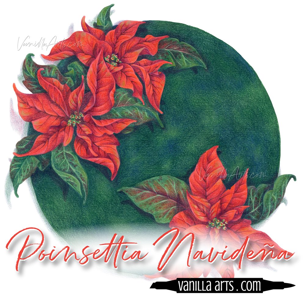 Poinsettia Navideña - Artistic Coloring Kit — Vanilla Arts Co.
