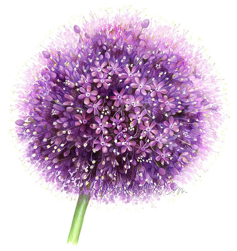 “Giant Allium”, advanced alcohol marker + colored pencil. Realism adult coloring lessons. | VanillaArts.com