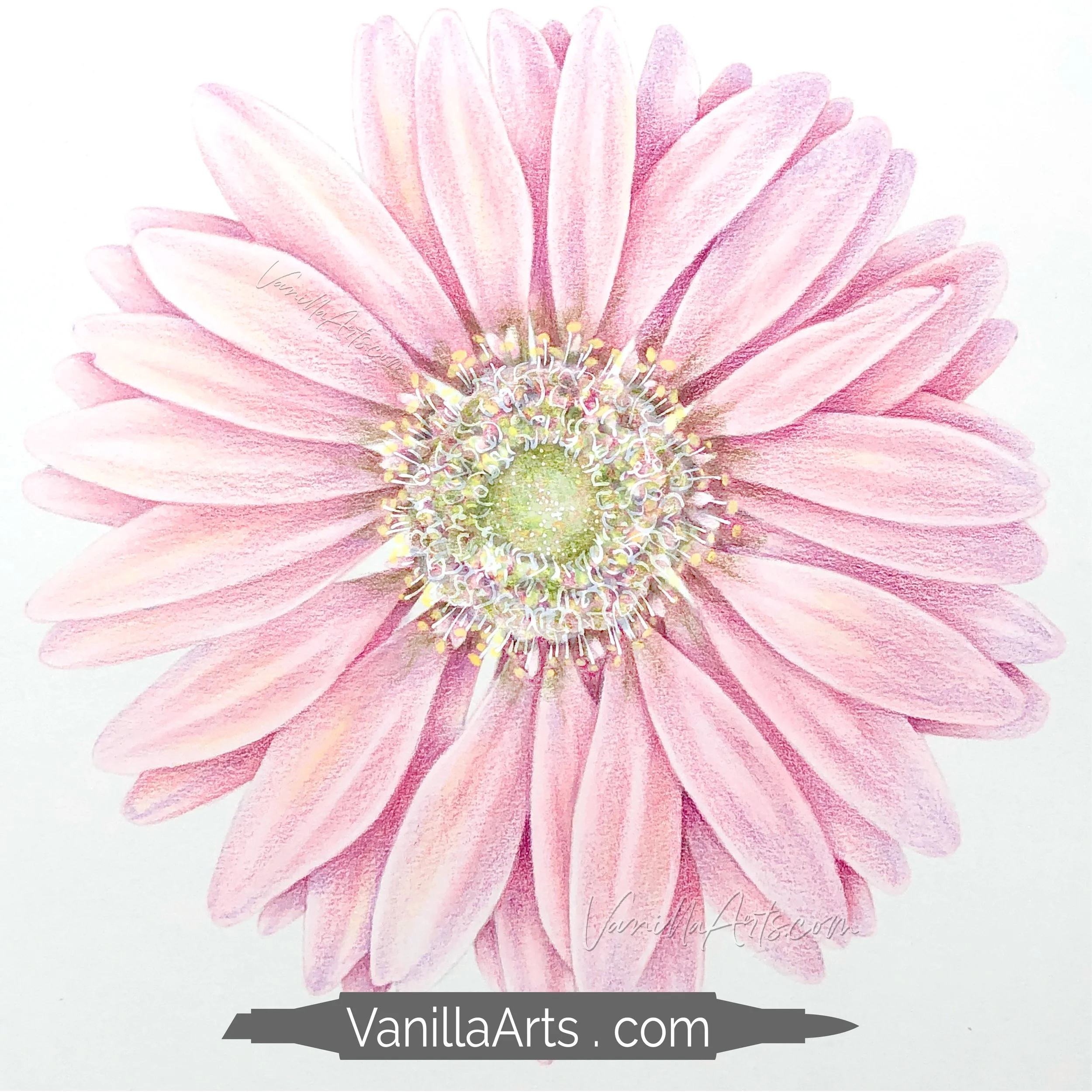 5 Sunny Gerbera SS Square Promo.jpg