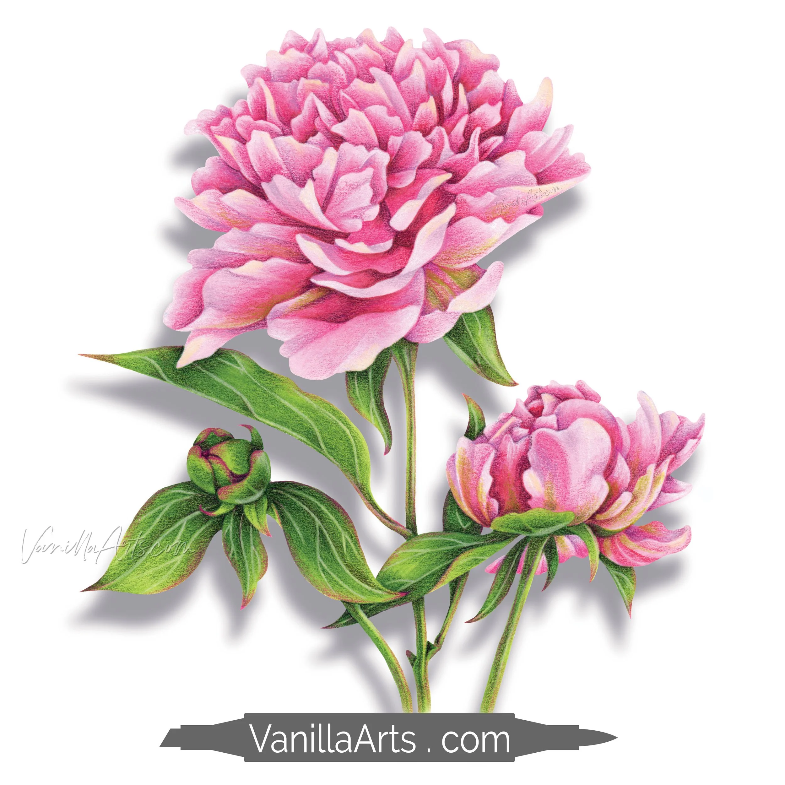 Pretty Peony Stamp Shop Square Promo.jpg