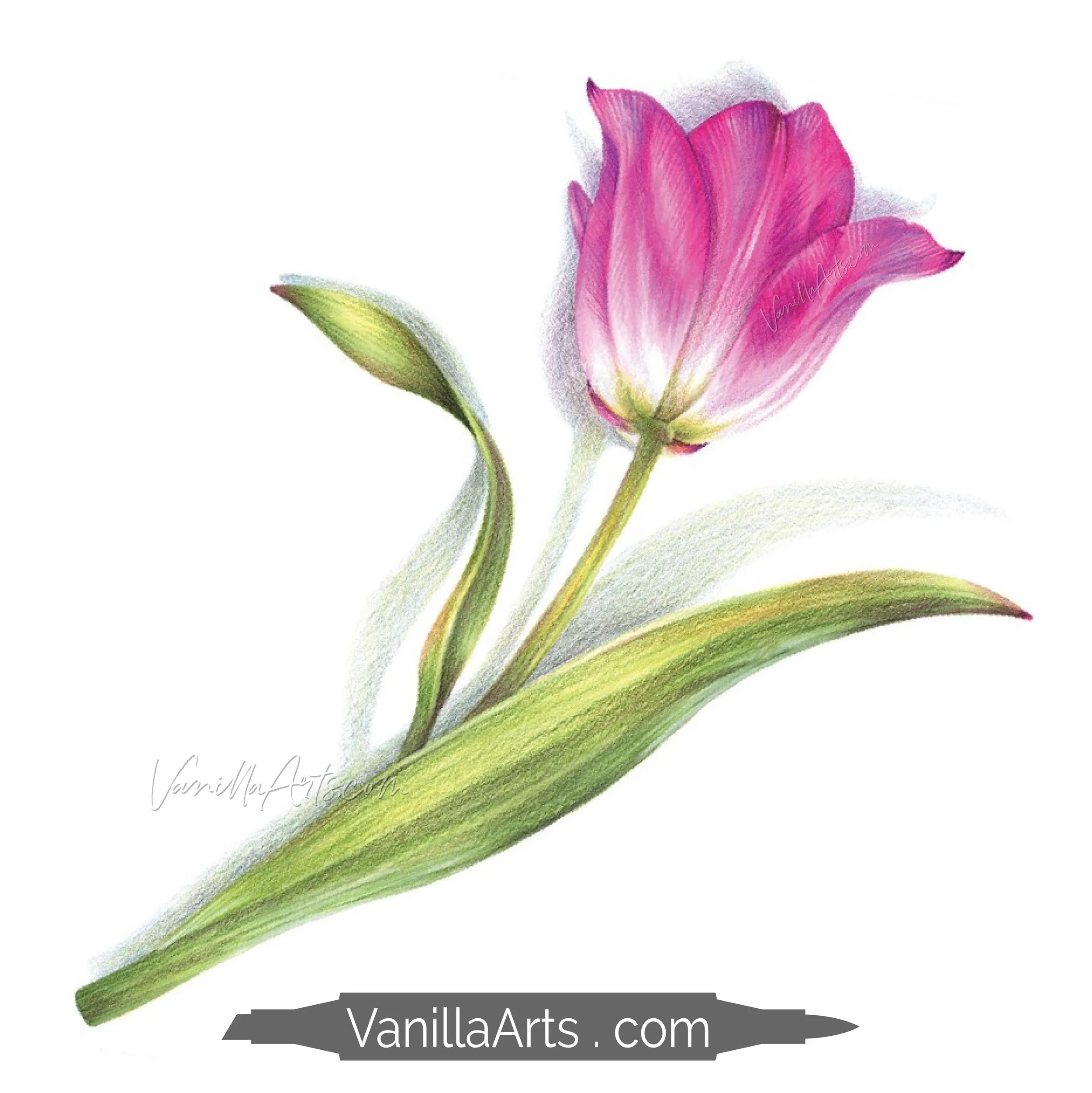 Shy Tulip Stamp Shop Square Promo.jpg