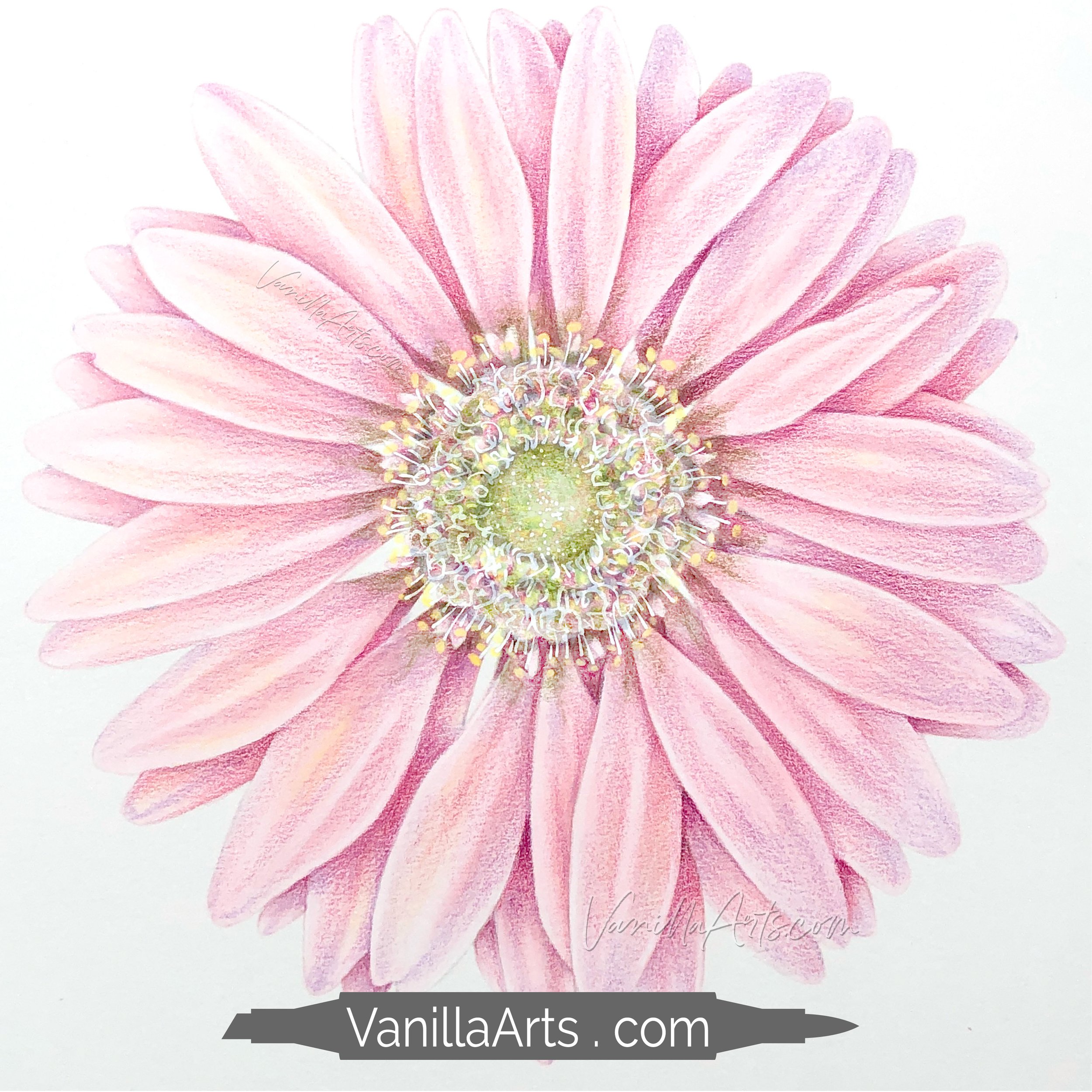 Sunny Gerbera