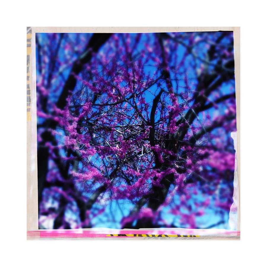 Crabapple
