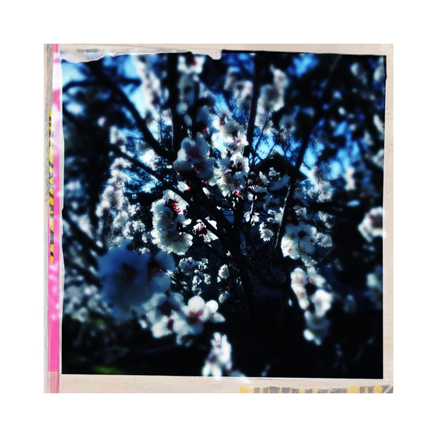 Apricot.jpg