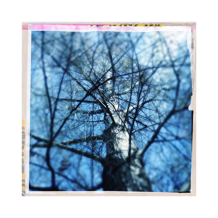 Into the Blue Cottonwood.jpg