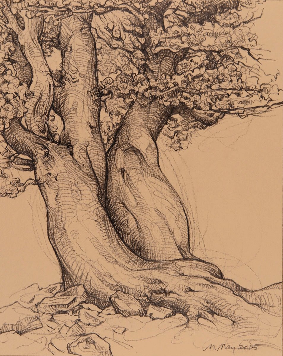 Bristlecone Pine (Pinus aristata) - SOLD