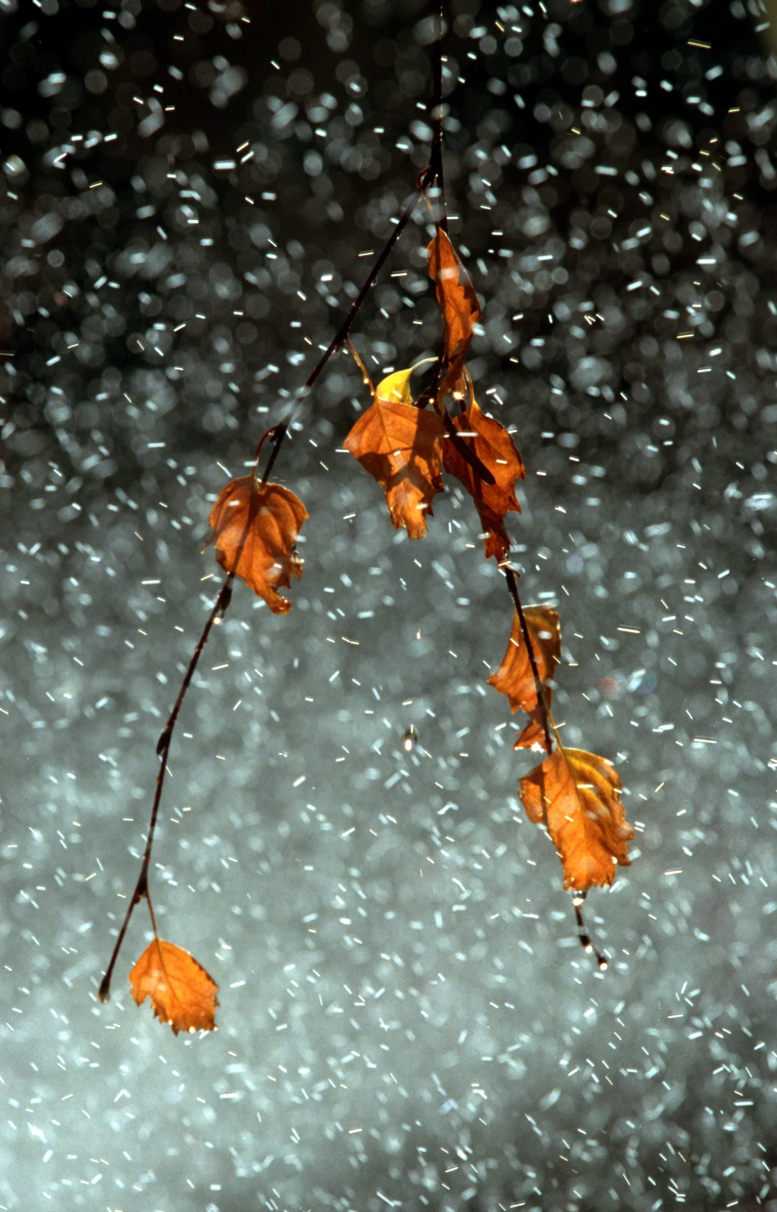 000486.ME.1202.color .8.ac.JPG