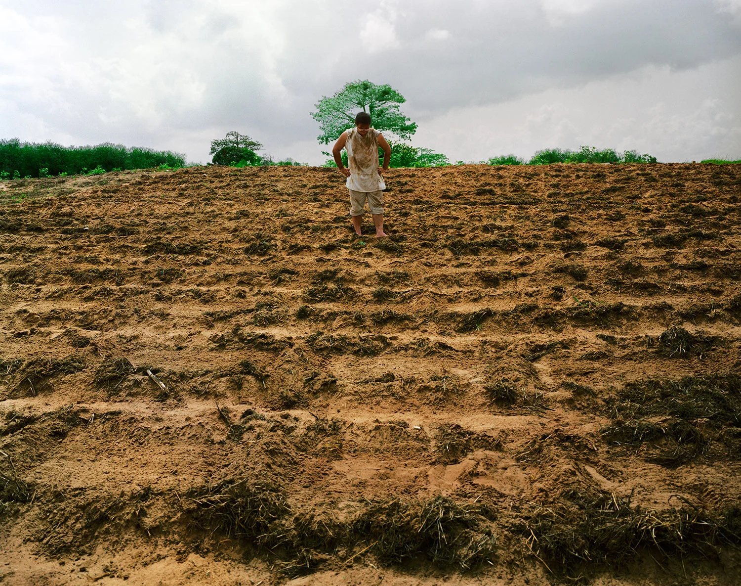 Rice, Senegal