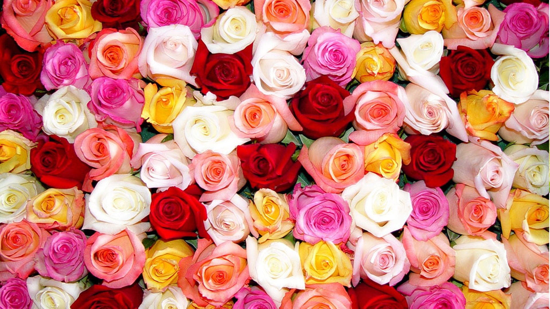 Colored-Roses.jpg