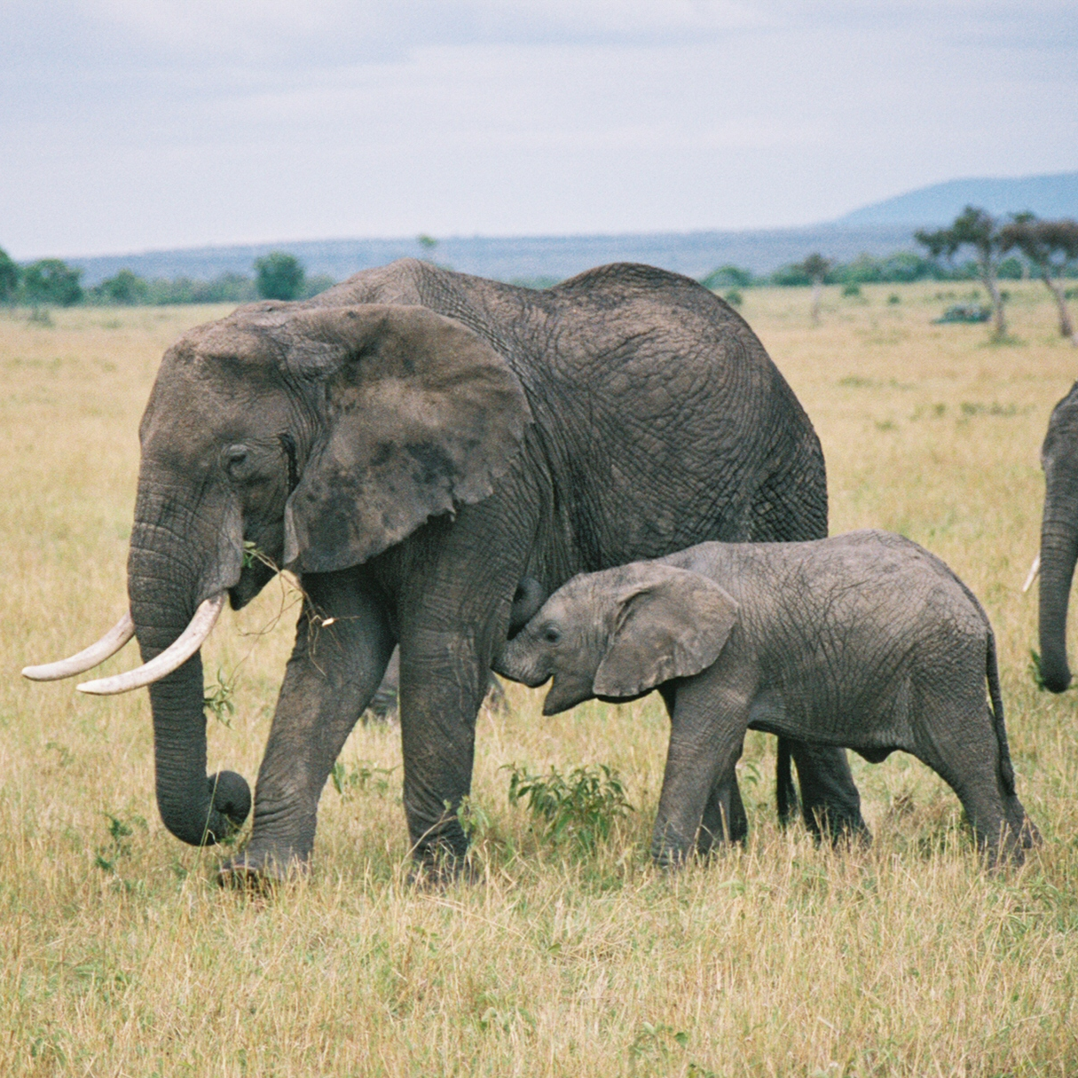 Go on an exciting two-day safari with the Vice Chancellor of Daystar!