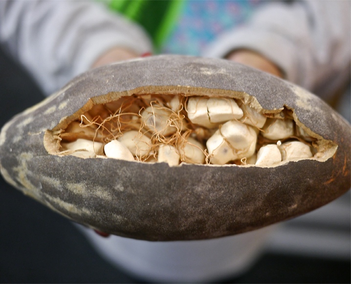 Baobab fruit