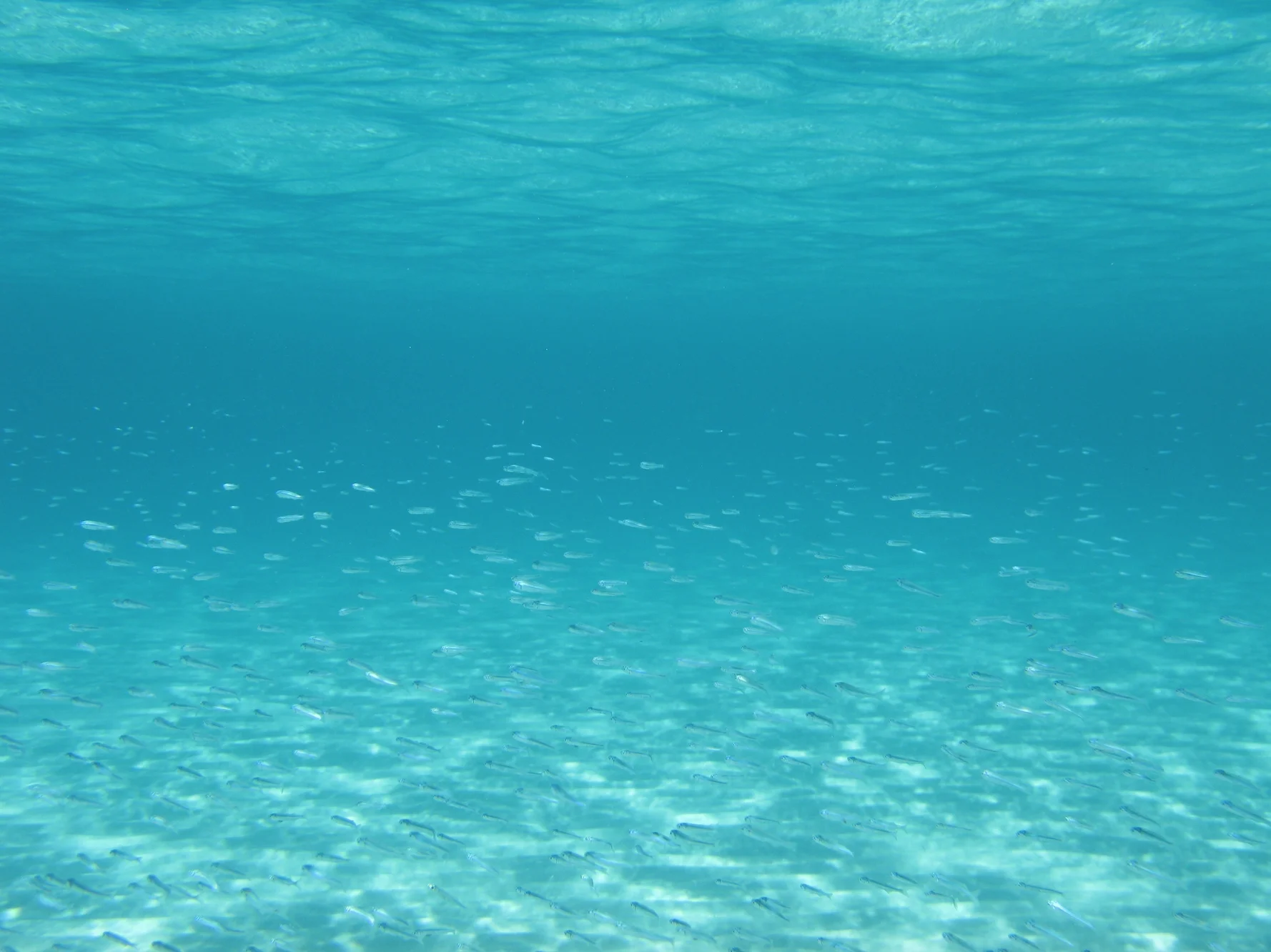 Puricious' Philosophy & Sabine's story