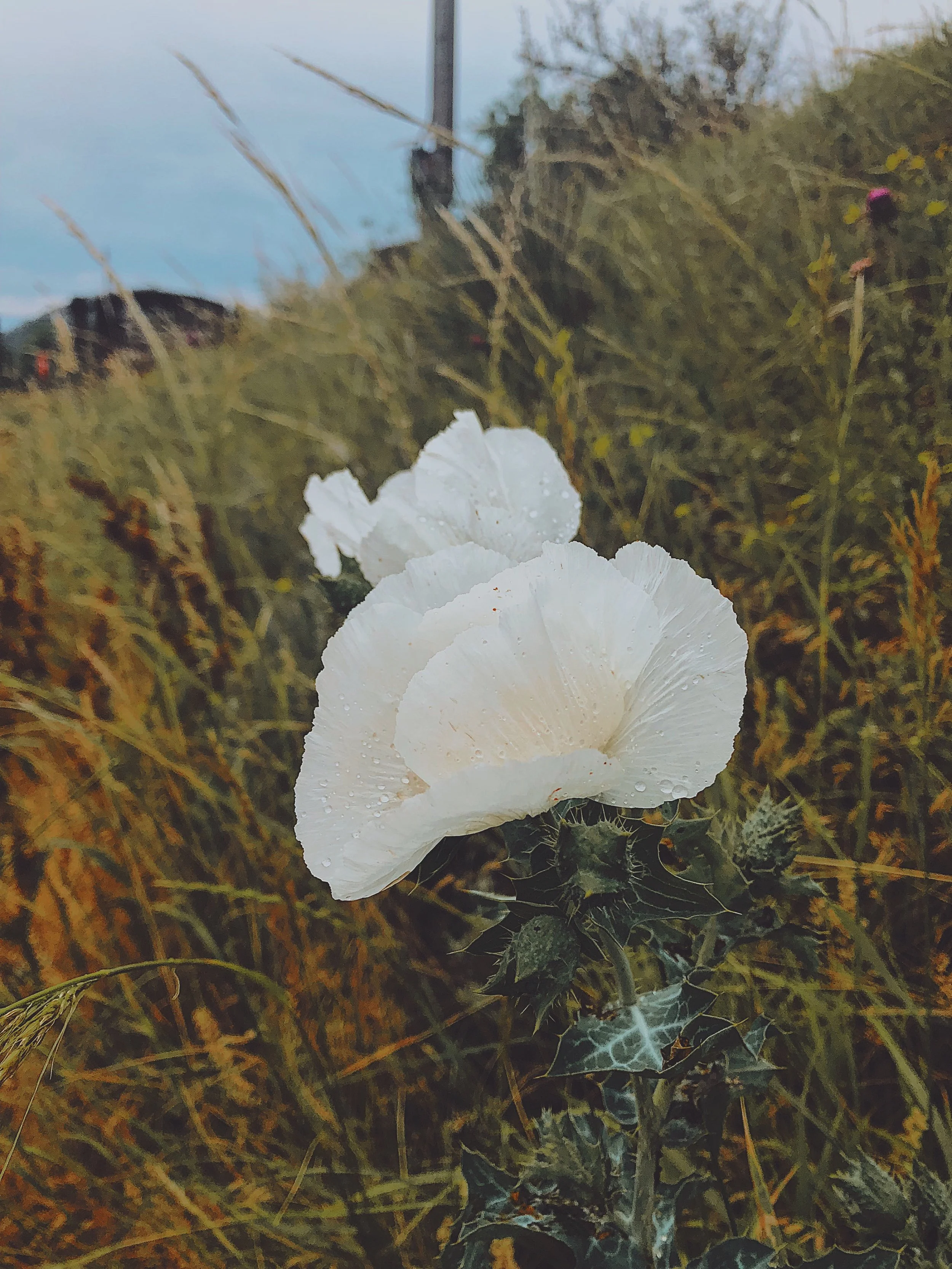 Stardust and granite.