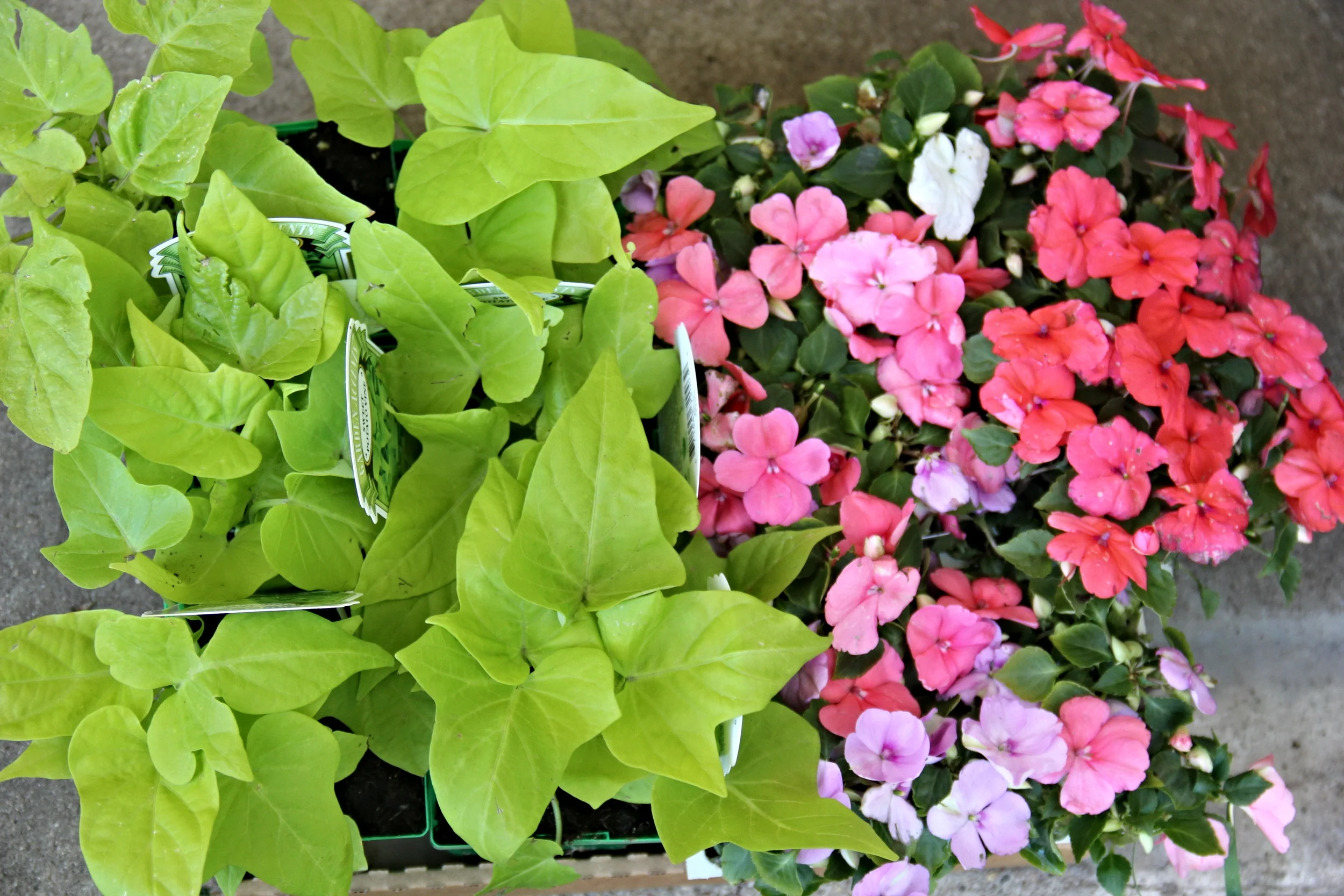 A Home for One Hundred