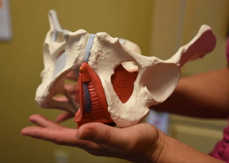 model pelvic floor.jpg