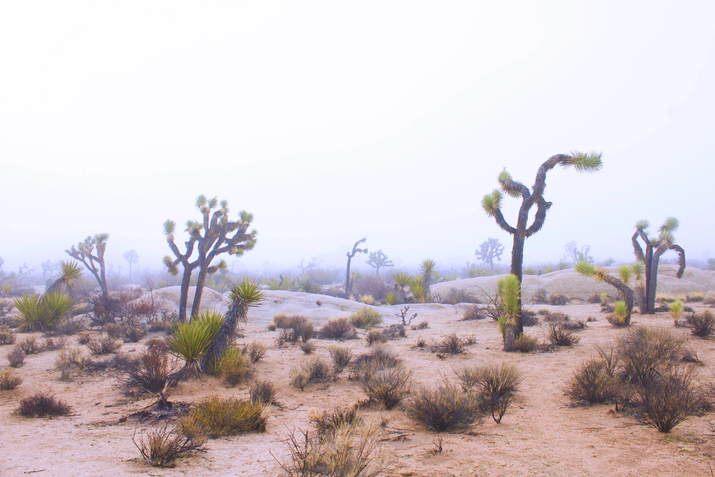 Photo I took while camping at Joshua Tree National Park, the location for the "Get Lost, Do Art" Case of the Nomads Residency