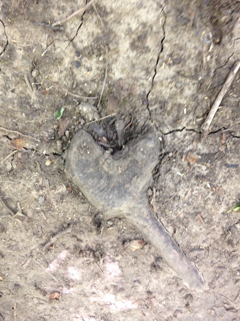 heart 4.jpg