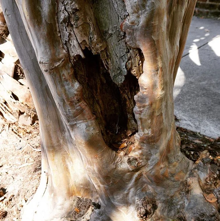 heart tree.jpg
