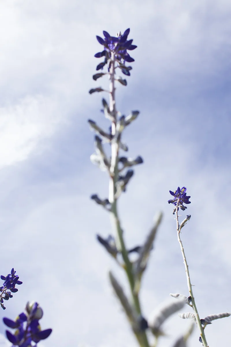 Bluebonnets in Big Bend National Park