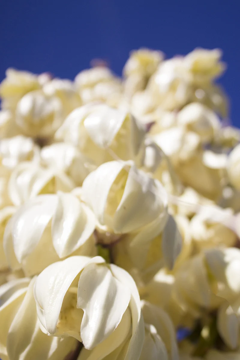 Yucca 2 websize.jpg
