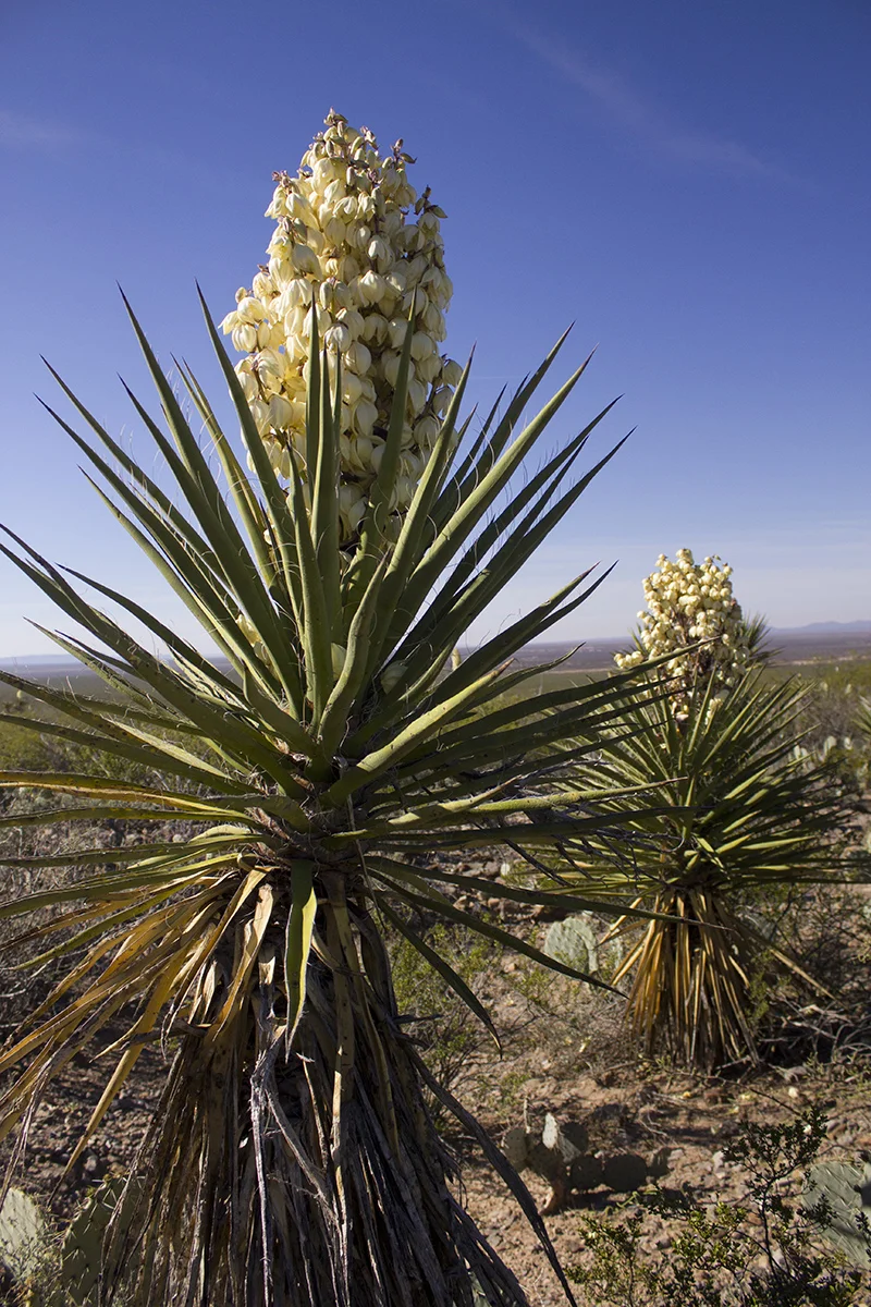Yucca 1 websize.jpg