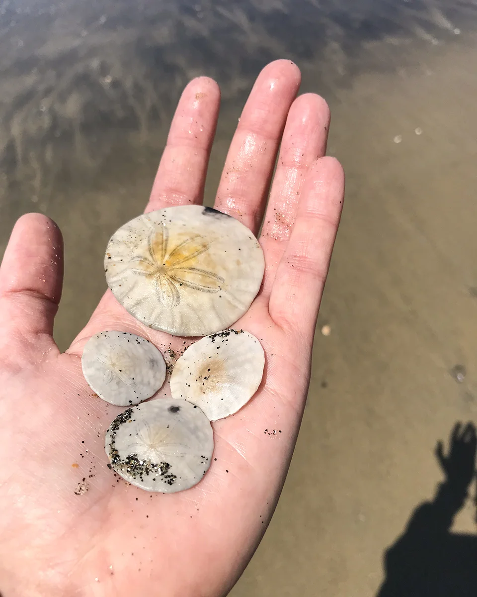 Handful of wealth found on Coronado Beach