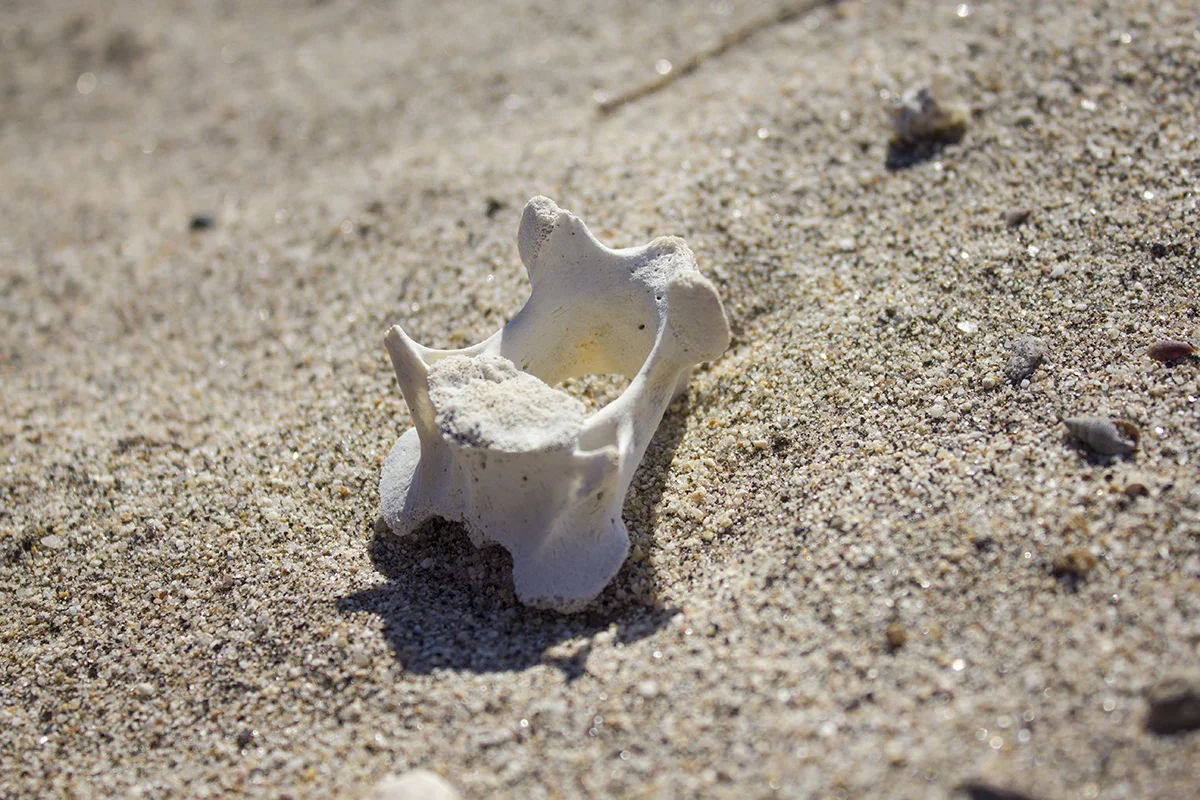 Found some good treasures on the beach!