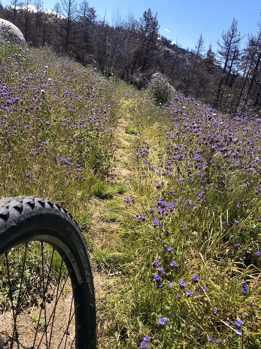 Skidmark loves getting rad with the spring wildflowers and granite rocks in the mountains! And so do I!