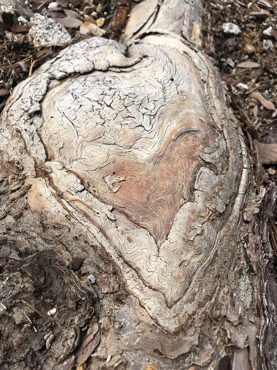 Heart shaped roots in the San Jacinto Mountains.