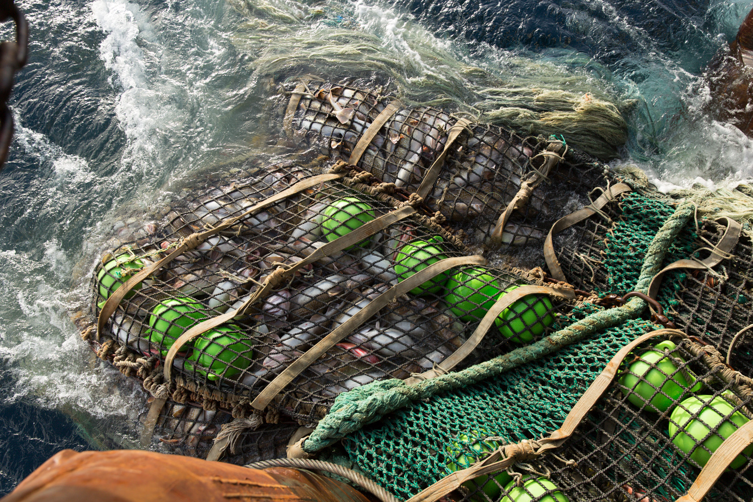 140120_Aleutians_1326 (#86 cod in cod end).jpg