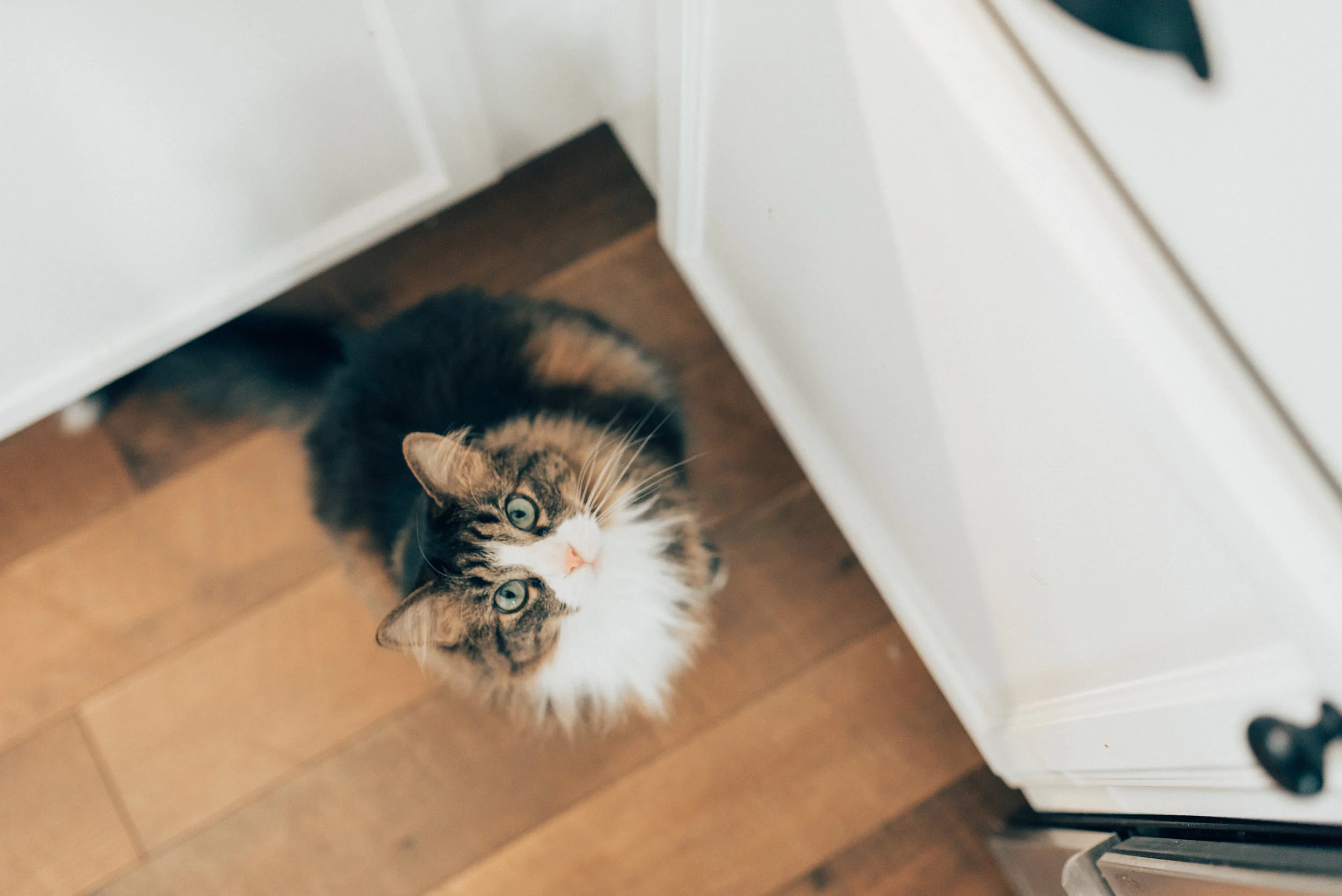 Excuse the interruption, Ariel thought I was getting her treats.